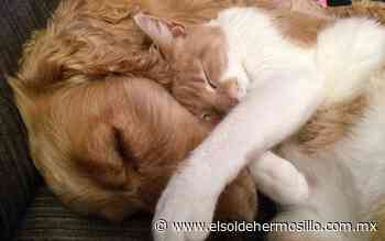 Maltrato animal en Hermosillo: penas y dónde denunciar - El Sol de Hermosillo