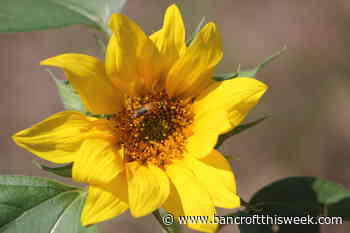 Political animal awareness | Bancroft this Week - Bancroft This Week