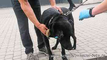 Dobler Tierrettungsdienst - Schnelle Hilfe für angeschossenen ukrainischen Hund - Schwarzwälder Bote