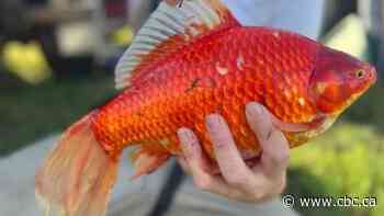 Invasive goldfish proliferating in Saskatoon storm ponds - CBC.ca