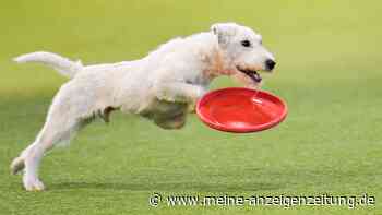 Stiftung Warentest: Vier Hundespielzeuge fallen durch wegen Schadstoffe