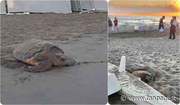 Ardea, emanata un'ordinanza del sindaco per tutelare i nidi di tartaruga marina - Fanpage.it