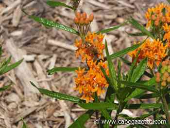 Milton Historical Society thanks Hollymount 4H for pollinator garden - CapeGazette.com