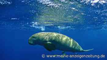 Forscher erklären Dugong-Seekühe in China für ausgestorben