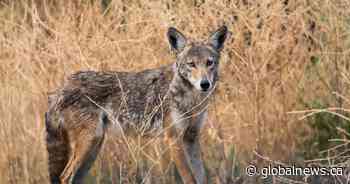 Burlington investigating recent coyote attacks on people in city’s south side - Global News