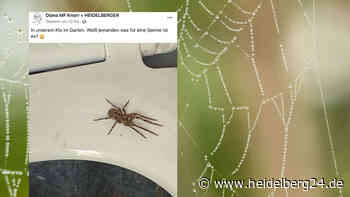 Gruseliger Besucher auf der Latrine: Heidelberger finden Nosferatu-Spinne in Weinheim - heidelberg24.de
