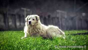 Nei parchi del municipio si potranno adottare cani