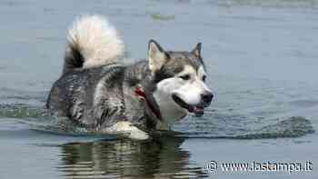 Axel eroe di Termoli: un anziano rischia di annegare, il cane se ne accorge e lo riporta a riva - La Stampa