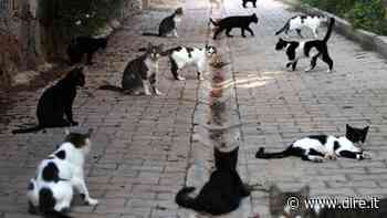 A Benevento gatti soffocati, bruciati vivi e usati come un pallone da calcio - Dire