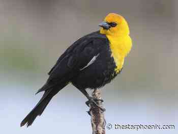 Nature notes: Yellow-headed blackbirds seek local marshes