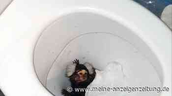 Fast in Toilette runtergespült: Tierschützer retten Äffchen