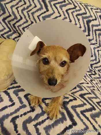 Un pitbull aggredisce il suo cane a Seriate: appello per rintracciare il padrone - Prima Bergamo