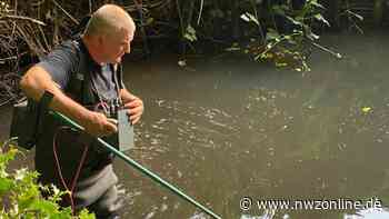 Fischsterben und Fischrettung in Apen und Garnholt - NWZonline