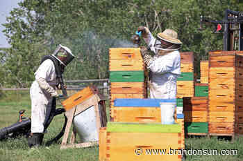 Hive of activity – Brandon Sun - The Brandon Sun