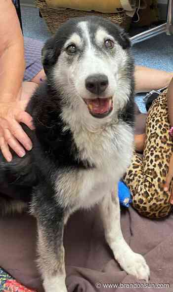 Dog euthanized after attack – Brandon Sun - The Brandon Sun