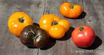 Tomato Shortage on the Rise, and 9 More Hard-to-Find Grocery Items     - CNET