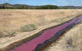 Arpat, fosso Cervia a Piombino diventa rosa per il troppo caldo - Sky Tg24