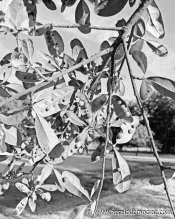 Gardener's mailbag: What can I do about new crape myrtle sprouts after tree disposal? – Herald Democrat - Sherman Denison Herald Democrat