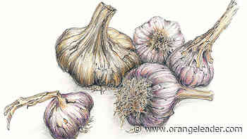 MASTER GARDENER — See which varieties of garlic thrive in Southeast Texas - Orange Leader - Orange Leader