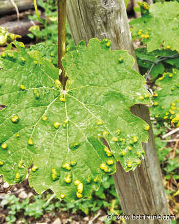 Texas Master Gardener plant detector webinar set Aug. 30 - Burleson County Tribune |