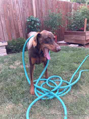 Colorado Master Gardener Leslie Weinsheim: Tips for making landscaping friendly for dogs - Fort Morgan Times