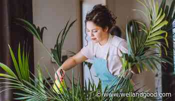 Your Plants Deserve a Wellness Routine, Too—Here’s the One No Gardener Should Go Without - Well+Good