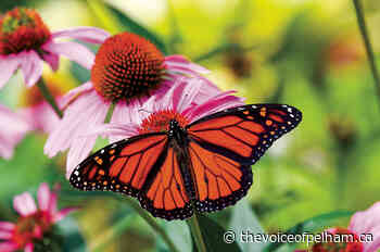 GARDENER'S NOTEBOOK | Gardening for the monarch butterfly | - The Voice of Pelham