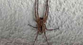 Seniorin entdeckt Nosferatu-Spinne in Bruchsal und fotografiert sie - BNN - Badische Neueste Nachrichten
