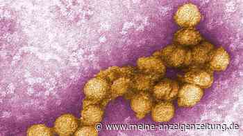 West-Nil-Virus: Erste Infektion in 2022 in Deutschland