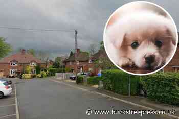 Beaconsfield: Firefighters rescue trapped puppy in Fernhurst Close - Bucks Free Press