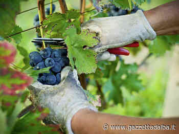 Vendemmia, Coldiretti Cuneo: i prezzi delle uve vanno decisi subito, non a fine campagna - http://gazzettadalba.it/