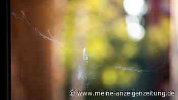 Glasfenster für Vögel sichtbar machen