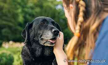 Doggy dementia risk increases by 52% each year after the age of 10, study claims 