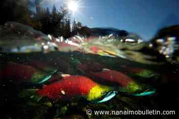Concern for B.C. sockeye salmon as Fraser River return estimates drop by millions