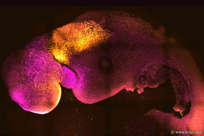 Scientists use stem cells to create synthetic mouse embryos