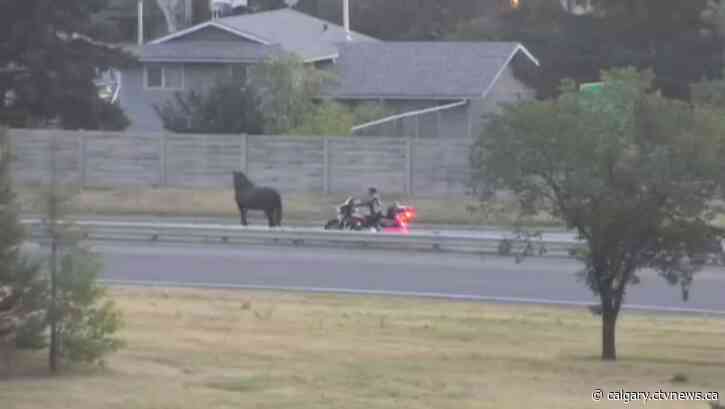 A horse, of course: Traffic stopped by a very Calgary problem