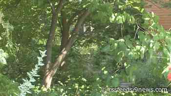 Drought stress could be killing your trees - here are ways to save them