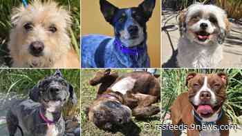 Aurora Animal Shelter seeks public assistance after surge in surrenders