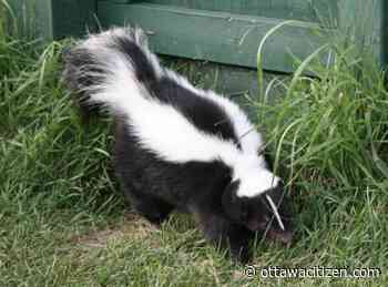 Boswell: Why I’m glad I rescued an Ottawa jar-head skunk