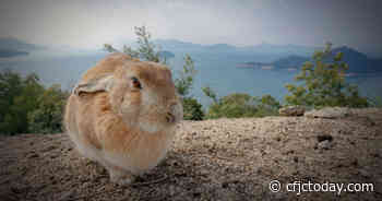 Japan's Cuddly Rabbit Island Has A Dark Past - CFJC Today Kamloops