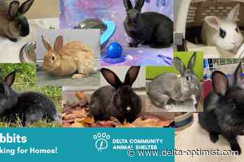 Rabbits overwhelming Delta Animal Shelter - Delta Optimist
