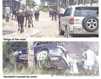 Cows take over Delta communities, wreak havoc - Daily Sun