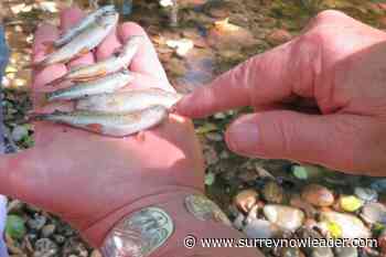 Dozens of dead fish found in North Delta creek - Surrey Now Leader