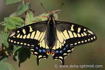 Butterflies are a force in our natural environment - Delta Optimist