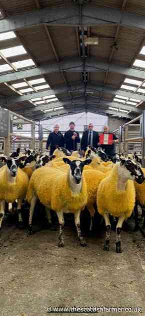 Welcomed trade for Mules at Ayr - The Scottish Farmer