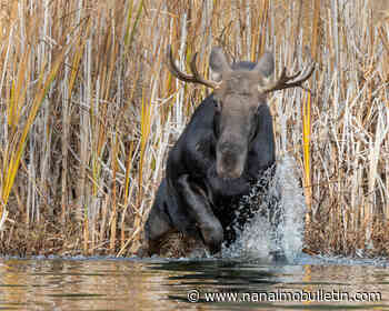 ‘Don’t come here’: Tŝilhqot’in Nation asks B.C. hunters to forgo Chilcotin moose hunts