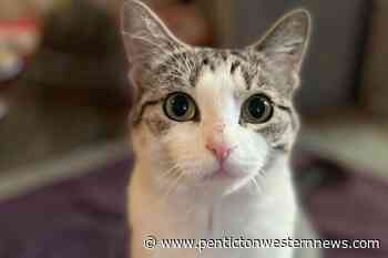 Okanagan Humane Society: Helping pets and people is what they do - Penticton Western News