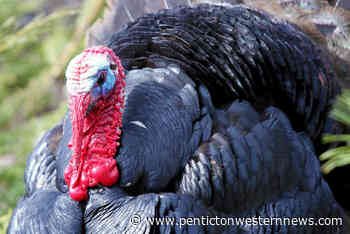 Both hips broken following bird attack on man in Chase - Penticton Western News