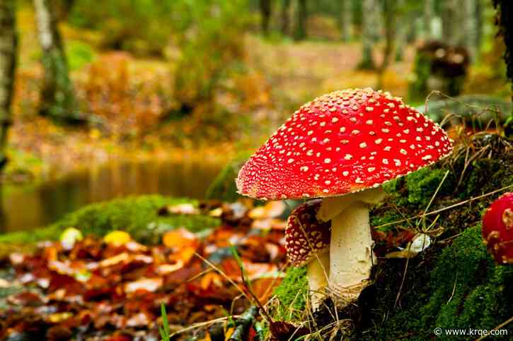 New Mexico's summer rain brings more mushrooms... and poisonings
