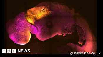 Synthetic mouse embryo develops beating heart